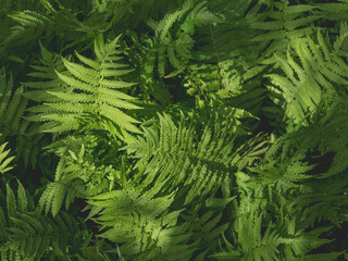 Natural background with sunbeams on thick green fern leaves.