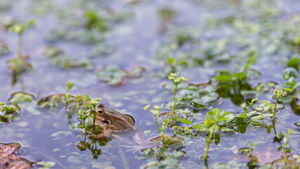 Frog in the water of the swamp looking at the camera