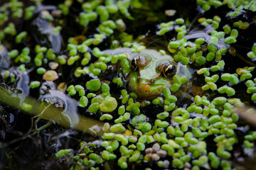 Marsh frog, frog eyes, Pelophylax ridibundus, in nature habitat. Wildlife scene from nature, green animal in water. Beautiful frog in dirty water in a swamp. amphibian close-up