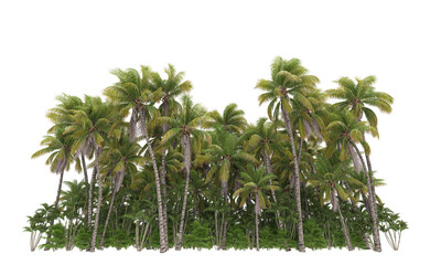 Palm trees isolated on background. 3d rendering - illustration