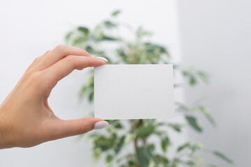 Female hand with a white manicure holds a white business card on a white background, near green plant. Advertising banner, mockup for a beauty salon, business, copy space.