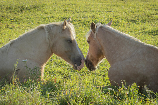 A love image of a white horse kissing another one with eyes closed on a meadow with copy space