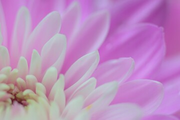 Macro texture of vibrant pink Dahlia flower