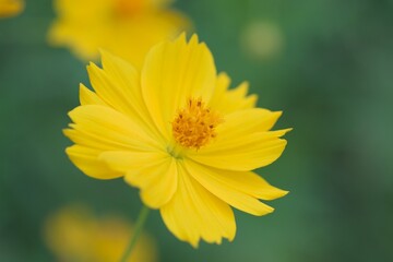 Macro texture of Yellow Cosmos flowers in nature