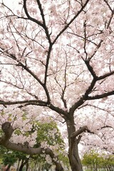 Landscape of Japanese White Cherry Blossoms in wide angle
