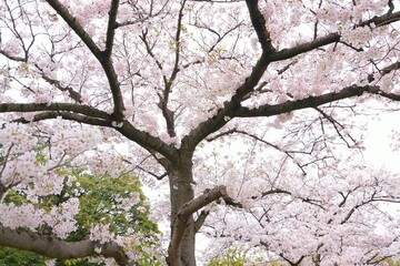Landscape of Japanese White Cherry Blossoms in wide angle