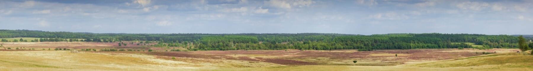 Fototapeta na wymiar Wide panorama of the Luneburger Heide with patches of blooming heather