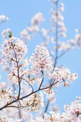 Macro details of Japanese White Yoshino Cherry Blossoms in sunshine