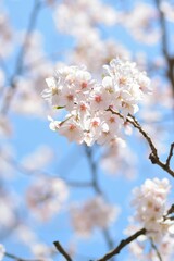 Macro details of Japanese White Yoshino Cherry Blossoms in sunshine