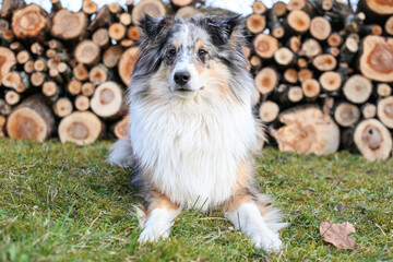 Lovely blue merle shetland sheepdog tri color young dog sitting in front of stacked firewood.