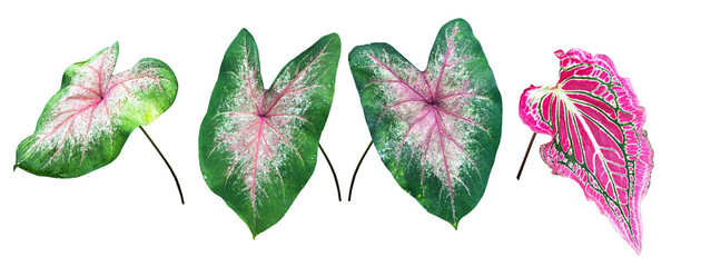 Isolated heart of Jesus leaf or caladium bicolor leaf with clipping paths. © Sophon_Nawit