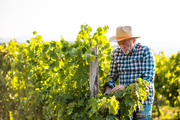 Naklejka na ściany i meble An older man harvesting grapes in his vineyard.He enjoys the taste of ripe fruit.