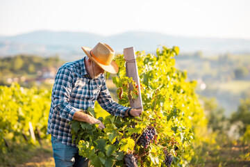 An older man harvesting grapes in his vineyard.He enjoys the taste of ripe fruit.