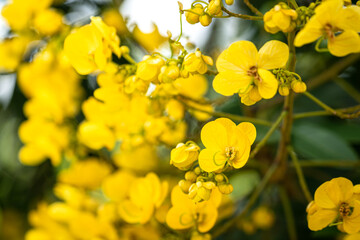 A beautiful colorful vivid yellow flower with greenery leaf environment as blurred background. Flower in nature photo, close up and selective focus at the lobe part.