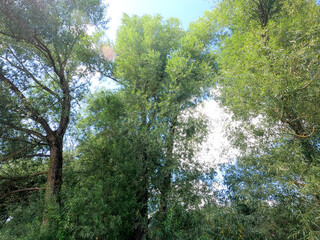 Fototapeta premium green forest in the morning