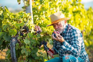 An older man harvesting grapes in his vineyard.He enjoys the taste of ripe fruit.