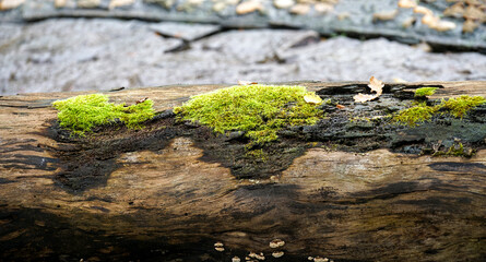 green moss on the tree