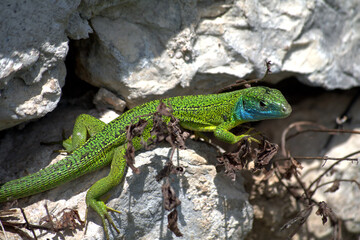 green lizard on a rock,reptile, animal, nature, wildlife,creature, fauna,