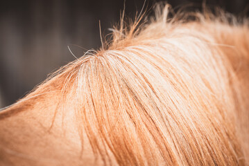 Widerrist / Pferd / Pony © Petra Fischer