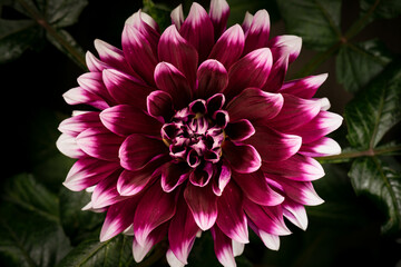 Fototapeta premium Beautiful flower Dahlia blooming. Top view of blossom big flower Dahlia on green leaves background.