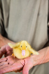 Little yellow duckling in the hands