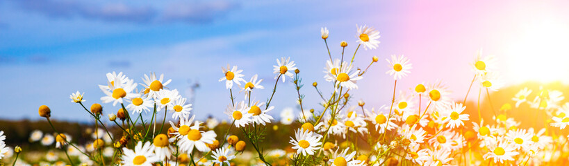 Obraz na płótnie Canvas White daisies in the field.