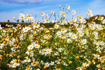White daisies in the field.
