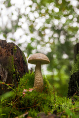 Obraz premium Young gray birch bolete mushroom growing in different amazing species of moss between two stumps in a light autumn Latvian forest 