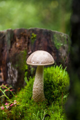 Young gray birch bolete mushroom growing in different amazing species of moss between two stumps in a light autumn Latvian forest 
