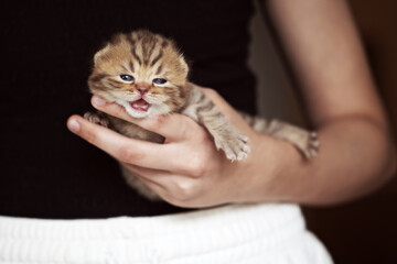Mini Tiger - Britisch Kurzhaar Kitten in chocolate Tabby so süß