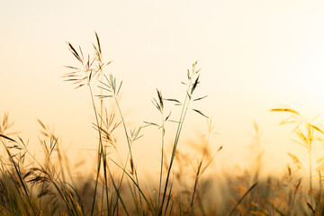 Wild grass with golden  hours in the morning