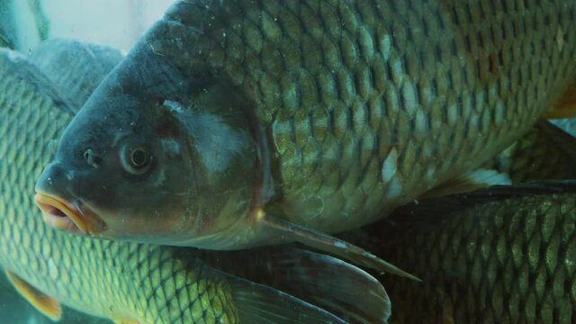 Close-up Fish in Aquarium Looking into Camera