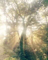 Obraz premium idless woods rays and mist near Truro Cornwall england uk 