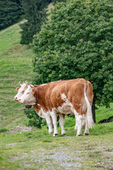 Fototapeta na wymiar Beautiful swiss cows. Alpine meadows. Mountains