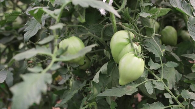 Young green tomatoes hang on a branch in the greenhouse. Business concept, new harvest, food, raw food vegetarian diet. Non-GMO organic food. Background, splash. UHD 4K.