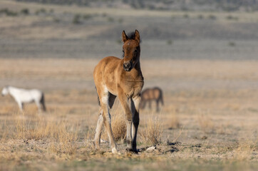 Cute Wild Horse Foal in the Utah Desert 