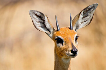 Steenbok, Raphicerus campestris, Chobe National Park, Botswana, Africa.