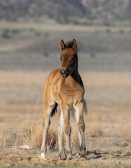 Naklejka na ściany i meble Cute Wild Horse Foal in the Utah Desert 