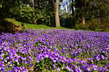 Flor morada