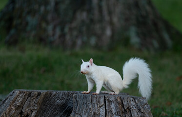 Obraz premium white squirrel