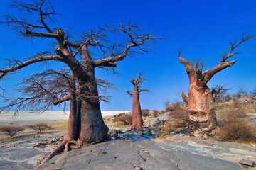 Baobab Tree, Adansonia digitata, Chobe National Park, Botswana, Africa