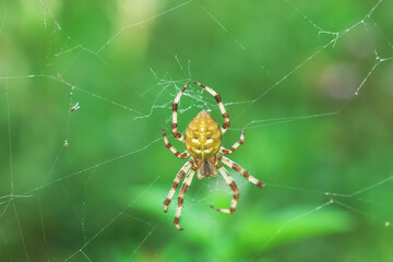 Four-spot orb-weaver yellow spider on web. Araneus quadratus arachnid on spiderweb