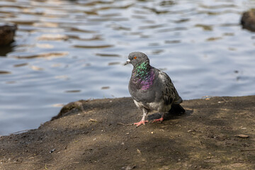 Gray pigeon is by a pond in the park in summer