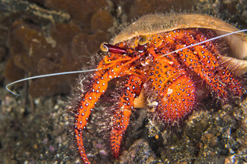 White Spotted Hermit Crab, Left-handed Hermit  Crab, Dardanus megistos, Coral Reef, Lembeh, North Sulawesi, Indonesia, Asia