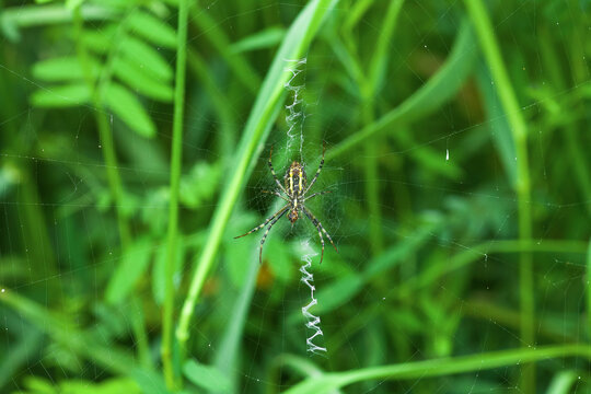 Wasp spider on cobweb with stabilimentum. Argiope bruennichi on web in grass., selective focus