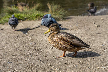 Brown adult duck with green nose and a pigeon are on the yellow soil in the park in summer