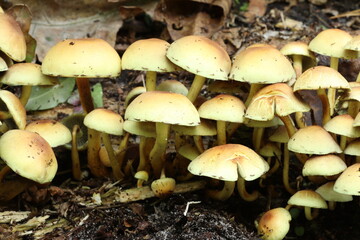 In the fall, mushrooms began to grow in the forest. 
