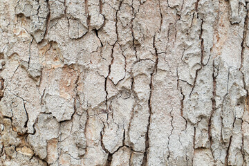 Tree bark texture  background