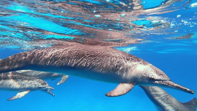 Axle Natural scene of pod of dolhins swimming together through clear ocean water. Underwater mammals in natural habitat. Beautiful water reflections on dolhin bodies. Group of friendly dolphins in the