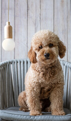 Mini golden doodle puppy looking to the camera with an idea on his mind